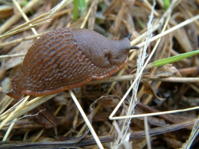 :: Snails ::