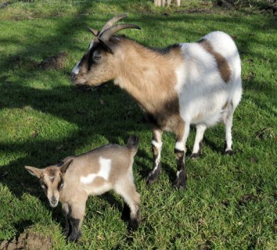 20110216 - Goats - 018.JPG