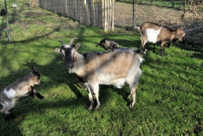20110216 - Goats - 021.JPG