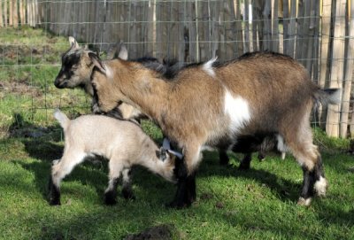 20110216 - Goats - 029.JPG