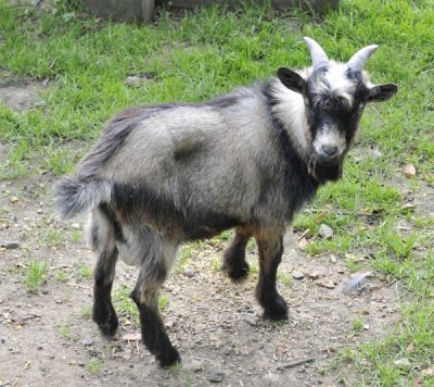 20110916 Goats  04.JPG