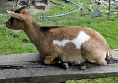 20110916 goats  12.JPG