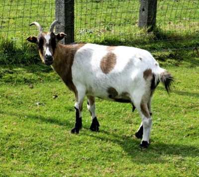 20110916 goats  16.JPG