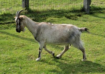 20110916 goats  23.JPG