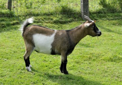 20110916 goats  27.JPG