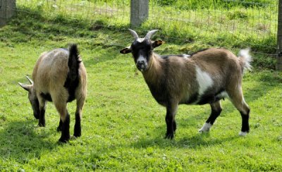 20110916 goats  31.JPG