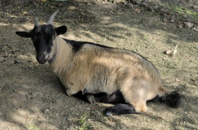 20110916 goats  42.JPG