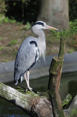 Heron.JPG