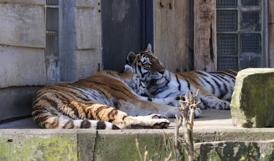 Tigers.JPG