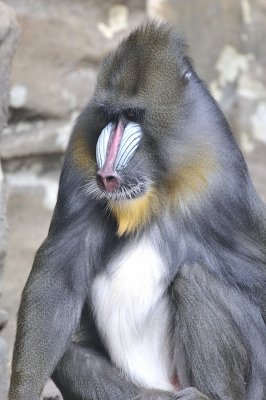 Mandril.JPG