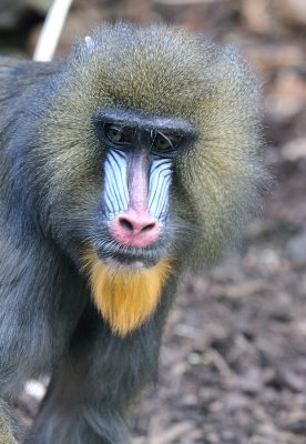 Mandril.JPG