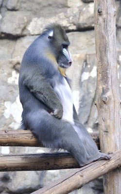 Mandril.JPG