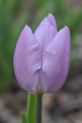 20120414-Tulip.JPG