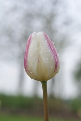 Tulip.JPG