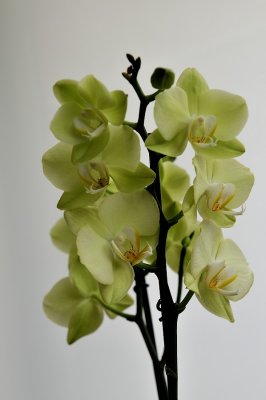 Orchids.JPG