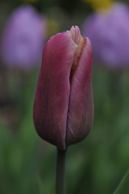 Tulip.JPG