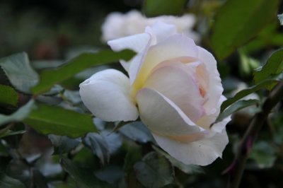 20100822-Rose.JPG