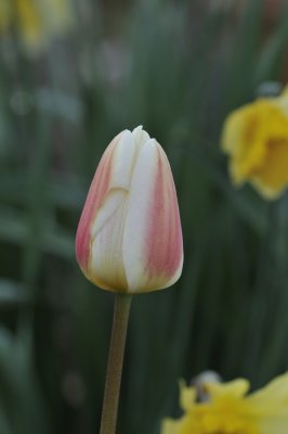 20120418-Tulip.JPG
