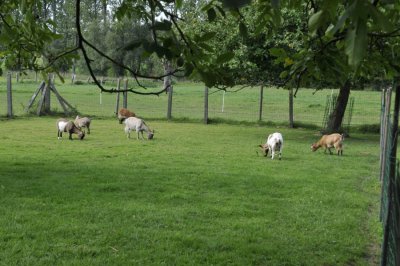 20110916 goats.JPG