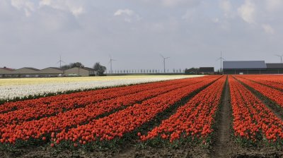 Tulips fields in Netherland.JPG