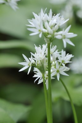 Wild flowers.JPG