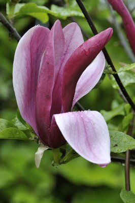 20120509-Magnolia.JPG