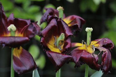 20120516-End of the tulips.JPG