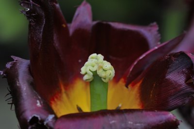 20120516-End of the tulip.JPG