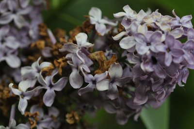 20120516-Jasmines after the rain.JPG