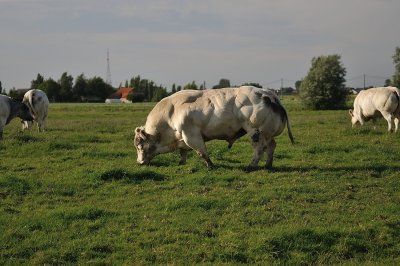 20120715-Cows don't be afraid, it's me!!!