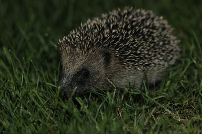 20120725-Visitor in my garden