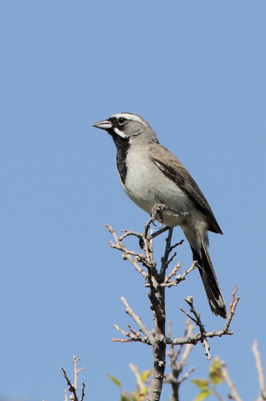 Black-throated Sparrow
