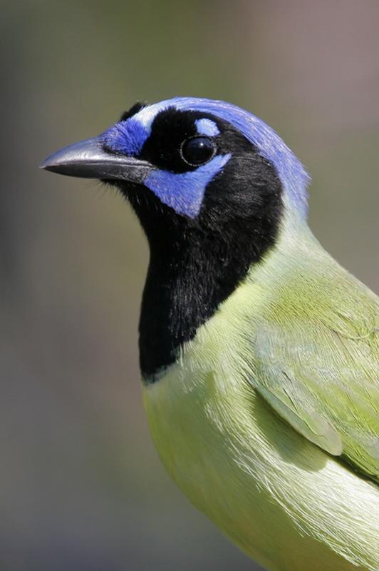 Green jay