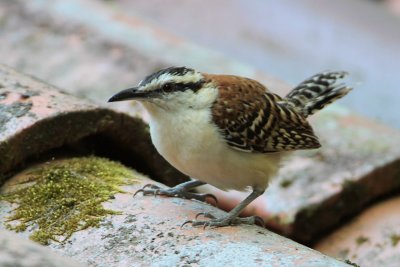 Rufous-naped Wren