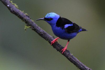 Red-legged Honeycreeper