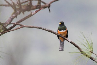 Orange-bellied Trogon