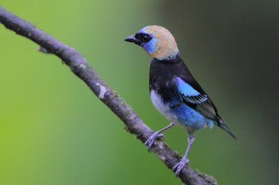 Golden-hooded Tanager