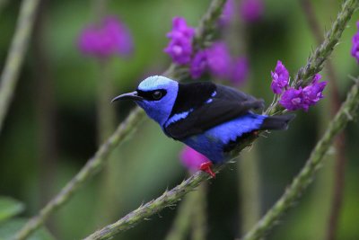 Red-legged Honeycreeper