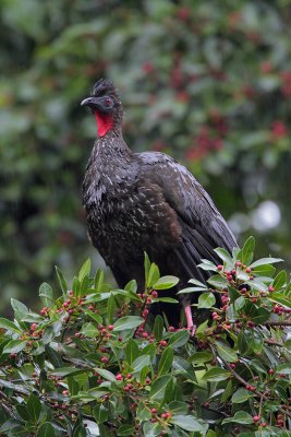 Crested Guan