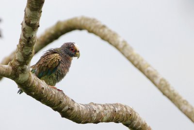 White-crowned Parrot