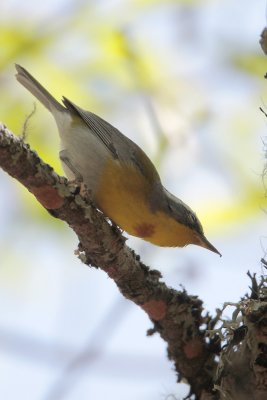 Crescent-chested Warbler