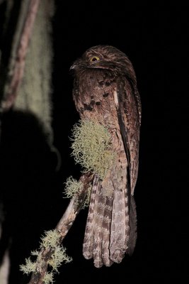 Common Potoo