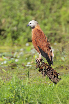 Black-collared Hawk