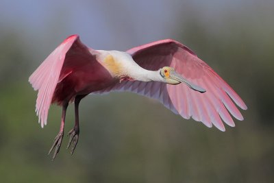 Roseate Spoonbill