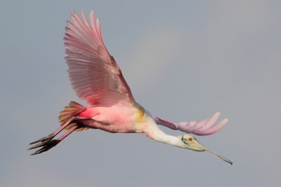 Roseate Spoonbill