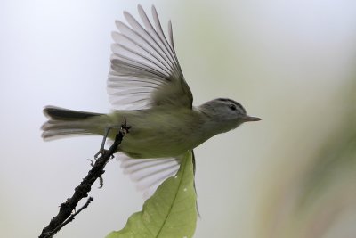 Brown-capped Vireo