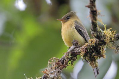 Tufted Flycatcher