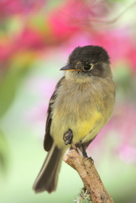 Black-capped Flycatcher