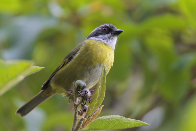 Sooty-capped Bush-Tanager