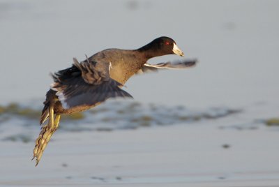 American Coot